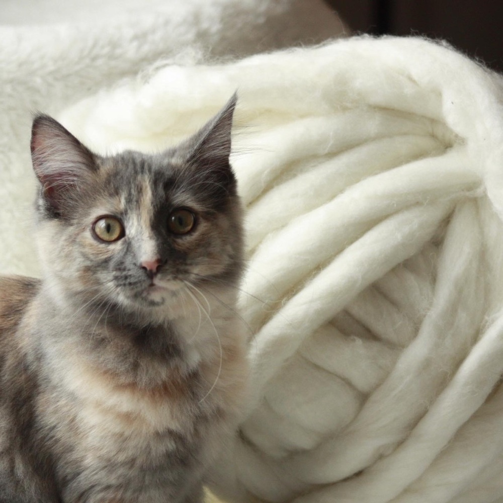 Meet your Posher, Cherie